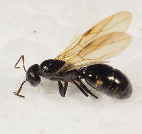 Réf. 334 198 : Camponotus sp.